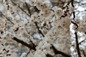 White apricot blossom. Flowers on a branch. Photo in the moment. Love for nature and environmental protection. Background, design, abstraction