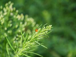 Ladybug on a flower. Photography in the moment, reflecting the love of nature, awareness and protection of the environment. Background. Design photo