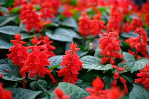 hermosa naturaleza rojo flor para antecedentes. foto