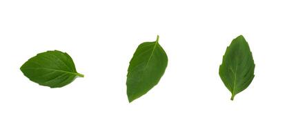 fresh organic basil leaves isolated on white background with Clipping path photo