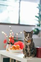 Cat prepare Chinese New Year Celebrations at home. cute domestic shorthair cat putting traditional pendant to the Chinese Lunar New Year for good luck. Chinese word means blessing photo