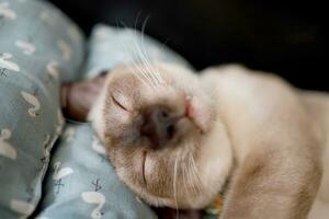 Brown beige cat with blue eyes. Siamese cat resting on floor photo