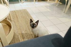 Cat Brown beige cat. Siamese cat resting at home. photo