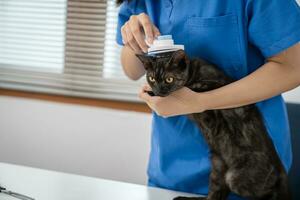 Vet surgeon. Cat on examination table of veterinarian clinic. Veterinary care. Vet doctor and cat photo