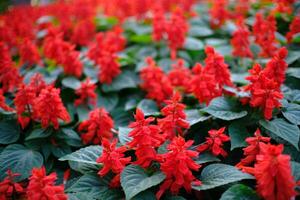 Beautiful nature red flower  for background. photo