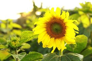 Sunflower natural background. Sunflower blooming. Sunflower field landscape close-up photo