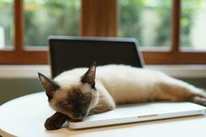 gato en ordenador portátil trabajando desde hogar con gato. gato dormido en ordenador portátil teclado asistente gato trabajando a ordenador portátil. foto