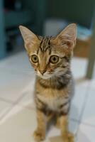 Little brown tabby kitten cute animals in house. photo