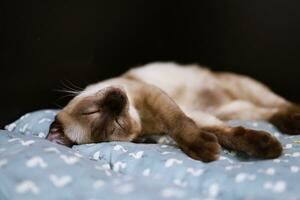 marrón beige gato. siamés gato descansando en piso foto