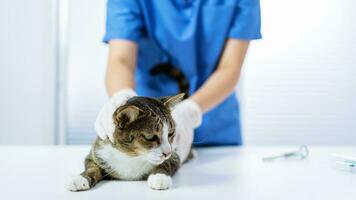 Vet surgeon. Cat on examination table of veterinarian clinic. Veterinary care. Vet doctor and cat photo