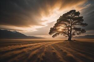 Lonely pine tree on the field at sunset. Beautiful natural landscape. photo