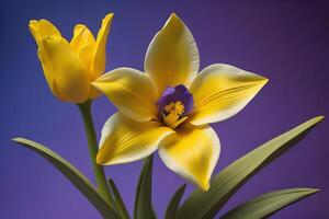 Yellow tulips on a purple background. Close-up. Studio photography. photo