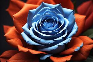 close up of a beautiful blue and orange rose in a bouquet. photo