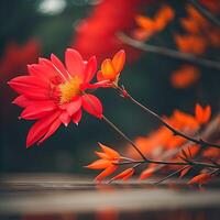Beautiful red dahlia flowers on the background of autumn leaves. photo