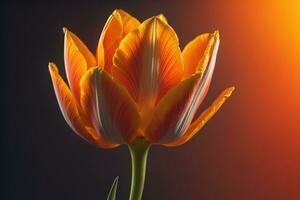 Beautiful orange tulip on a dark background. Toned. generative ai photo