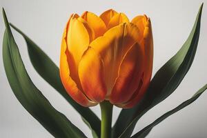 Close up of orange tulip with green leaves on white background. photo
