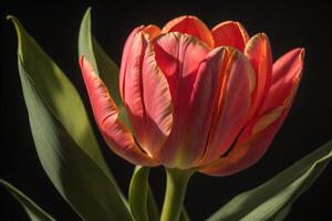 Tulip flower on black background, close-up, macro. photo