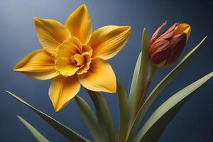 Yellow daffodil and tulip on a dark blue background. photo