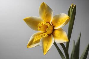 Yellow daffodil on a gray background. Close-up. photo