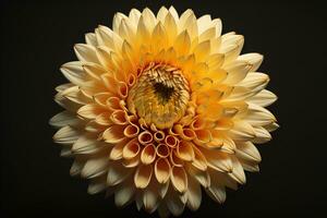 Beautiful yellow dahlia flower on dark background, closeup. ai generative photo