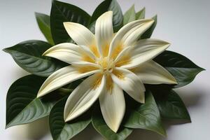 Beautiful white lilies on solid color background, closeup. Floral decor. ai generative photo
