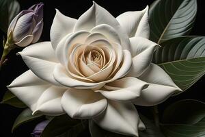 White rose with green leaves on a solid color background, top view. ai generative photo