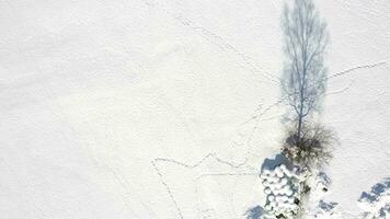 un' solitario albero è mostrato nel il neve video