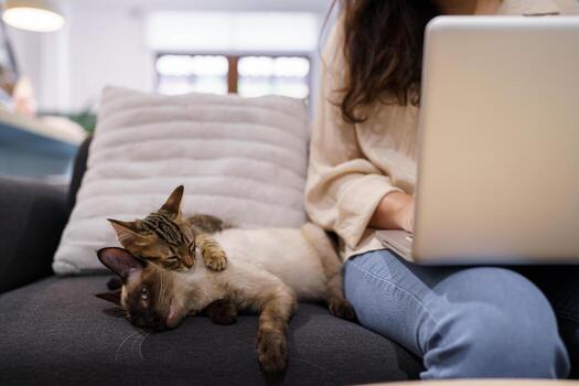 mujer trabajando desde hogar con gato. gato dormido en el ordenador portátil teclado. asistente gato trabajando a ordenador portátil foto