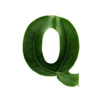 Green leaf typography text design uppercase alphabet Q, AI Generative photo