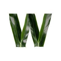 Green leaf typography text design uppercase alphabet W, photo