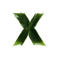 Green leaf typography text design uppercase alphabet X, photo