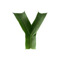 Green leaf typography text design uppercase alphabet Y, photo