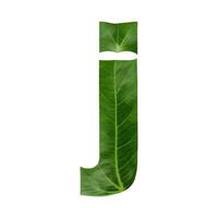 Green leaf typography text design lowercase alphabet j, photo