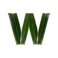 Green leaf typography text design lowercase alphabet w, photo