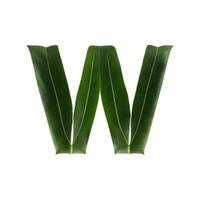 Green leaf typography text design lowercase alphabet w, AI Generative photo