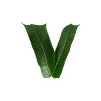 Green leaf typography text design lowercase alphabet v, photo