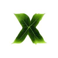 Green leaf typography text design lowercase alphabet x, photo