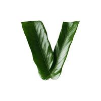 Green leaf typography text design lowercase alphabet v, photo