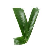 Green leaf typography text design lowercase alphabet y, photo