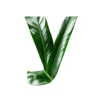 Green leaf typography text design lowercase alphabet y, photo