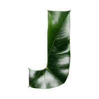Green leaf typography text design uppercase alphabet J, photo
