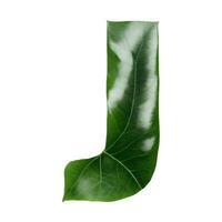 Green leaf typography text design uppercase alphabet J, photo