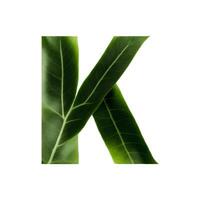 Green leaf typography text design uppercase alphabet K, photo