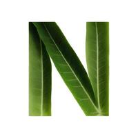 Green leaf typography text design uppercase alphabet N, photo