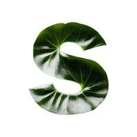 Green leaf typography text design uppercase alphabet S, photo