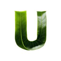 Green leaf typography text design uppercase alphabet U, AI Generative photo