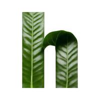 Green leaf typography text design lowercase alphabet h, photo
