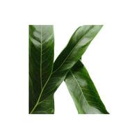 Green leaf typography text design uppercase alphabet K, AI Generative photo