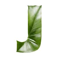 Green leaf typography text design uppercase alphabet J, photo