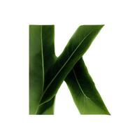 Green leaf typography text design uppercase alphabet K, photo